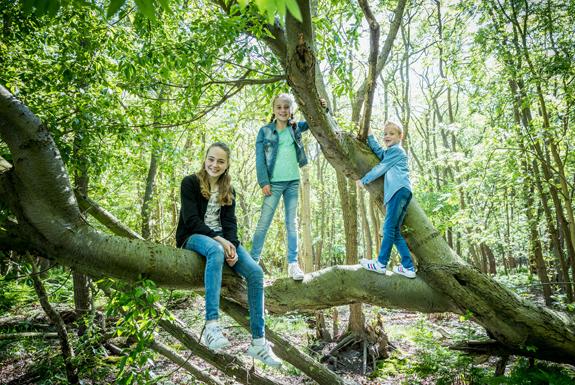 Boswandeling maken | De Soeten Haert